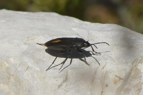 Aphanus rolandri
